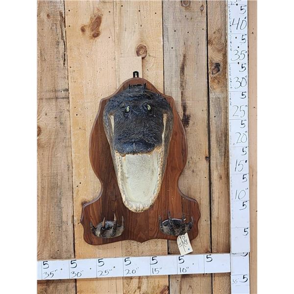 Alligator Head & Feet On Plaque Taxidermy Mount