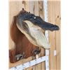 Image 2 : Alligator Head & Feet On Plaque Taxidermy Mount