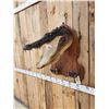 Image 3 : Alligator Head & Feet On Plaque Taxidermy Mount