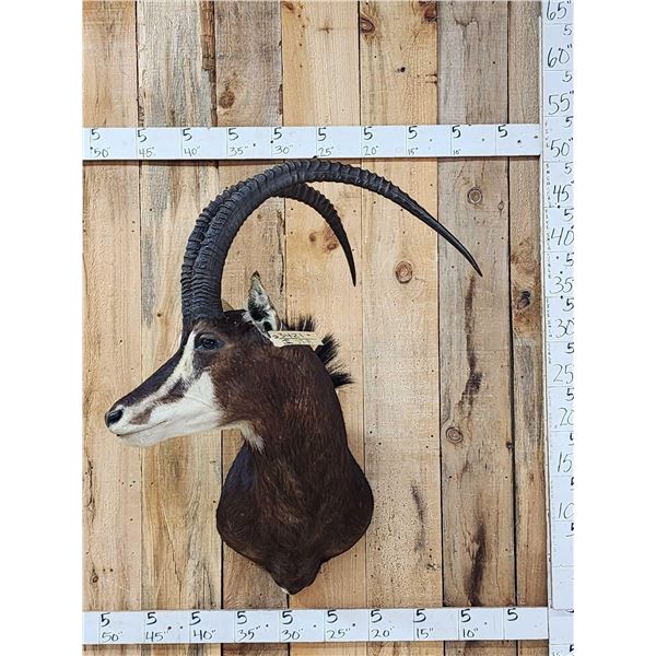 African Sable Antelope Shoulder Mount Taxidermy