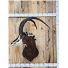 Image 1 : African Sable Antelope Shoulder Mount Taxidermy