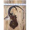 Image 2 : African Sable Antelope Shoulder Mount Taxidermy