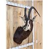 Image 3 : African Sable Antelope Shoulder Mount Taxidermy