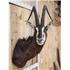 Image 4 : African Sable Antelope Shoulder Mount Taxidermy