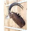 Image 5 : African Sable Antelope Shoulder Mount Taxidermy