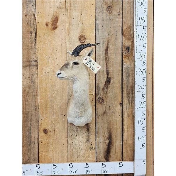 Tibetan Gazelle Shoulder Mount Taxidermy