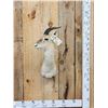 Image 1 : Tibetan Gazelle Shoulder Mount Taxidermy