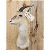 Image 2 : Tibetan Gazelle Shoulder Mount Taxidermy