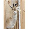 Image 3 : Tibetan Gazelle Shoulder Mount Taxidermy