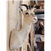 Image 4 : Tibetan Gazelle Shoulder Mount Taxidermy