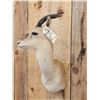 Image 5 : Tibetan Gazelle Shoulder Mount Taxidermy