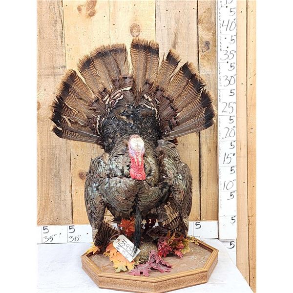 Turkey In Full Strut Bird Taxidermy