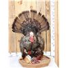 Image 1 : Turkey In Full Strut Bird Taxidermy