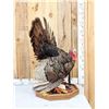 Image 2 : Turkey In Full Strut Bird Taxidermy