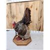 Image 3 : Turkey In Full Strut Bird Taxidermy