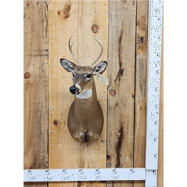 Extra Nice Juvenile Whitetail Deer Shoulder Mount Taxidermy