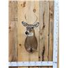 Image 1 : Extra Nice Juvenile Whitetail Deer Shoulder Mount Taxidermy