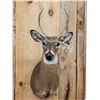 Image 2 : Extra Nice Juvenile Whitetail Deer Shoulder Mount Taxidermy