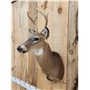 Image 3 : Extra Nice Juvenile Whitetail Deer Shoulder Mount Taxidermy