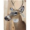 Image 4 : Extra Nice Juvenile Whitetail Deer Shoulder Mount Taxidermy