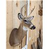 Image 5 : Extra Nice Juvenile Whitetail Deer Shoulder Mount Taxidermy