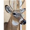 Image 6 : Extra Nice Juvenile Whitetail Deer Shoulder Mount Taxidermy