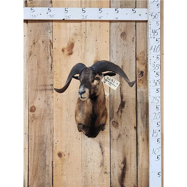 Mouflon Cross Ram Sheep Shoulder Mount Taxidermy