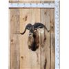 Image 1 : Mouflon Cross Ram Sheep Shoulder Mount Taxidermy