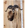 Image 2 : Mouflon Cross Ram Sheep Shoulder Mount Taxidermy