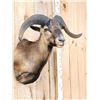 Image 3 : Mouflon Cross Ram Sheep Shoulder Mount Taxidermy