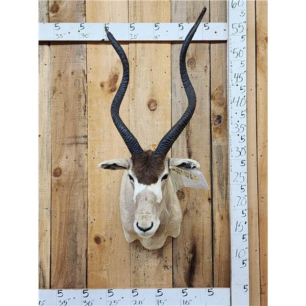 African Addax Shoulder Mount Taxidermy