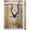 Image 1 : African Addax Shoulder Mount Taxidermy