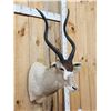 Image 2 : African Addax Shoulder Mount Taxidermy
