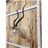 Image 3 : African Addax Shoulder Mount Taxidermy