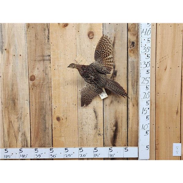 Ringneck Hen Pheasant In Flight Bird Taxidermy