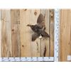 Image 1 : Ringneck Hen Pheasant In Flight Bird Taxidermy