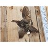 Image 2 : Ringneck Hen Pheasant In Flight Bird Taxidermy