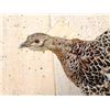 Image 3 : Ringneck Hen Pheasant In Flight Bird Taxidermy