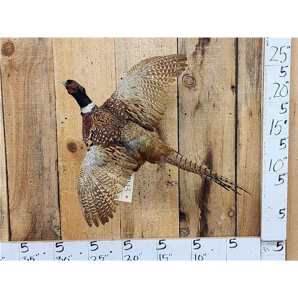 Ringneck Pheasant In Flight Bird Taxidermy