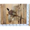 Image 1 : Ringneck Pheasant In Flight Bird Taxidermy