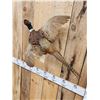 Image 2 : Ringneck Pheasant In Flight Bird Taxidermy