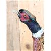 Image 3 : Ringneck Pheasant In Flight Bird Taxidermy