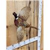 Image 4 : Ringneck Pheasant In Flight Bird Taxidermy