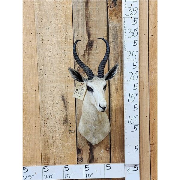 African White Springbok Shoulder Mount Taxidermy