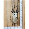 Image 1 : African White Springbok Shoulder Mount Taxidermy