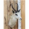 Image 2 : African White Springbok Shoulder Mount Taxidermy