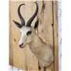 Image 3 : African White Springbok Shoulder Mount Taxidermy