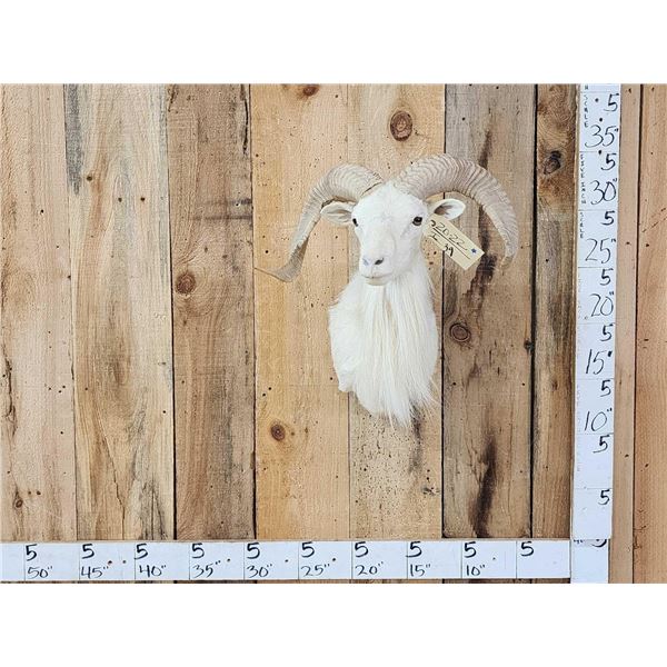 Texas Dall Ram Sheep Shoulder Mount Taxidermy
