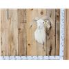 Image 1 : Texas Dall Ram Sheep Shoulder Mount Taxidermy