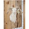 Image 2 : Texas Dall Ram Sheep Shoulder Mount Taxidermy